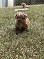 Tiny Donner, a male Bichon Frise and Cavapoo for sale in Greenville, MO – 4 of 6