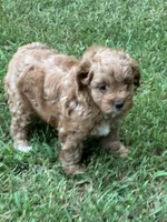 Ruby, a female Cavapoo for sale in Greenville, MO – 8 of 10