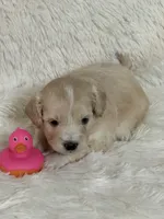 Dolly Rae, a female Bichon Frise and Cavapoo for sale in Greenville, MO – 5 of 7