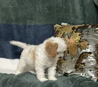 Pete, a male Cavapoo for sale in Greenville, MO – 2 of 2