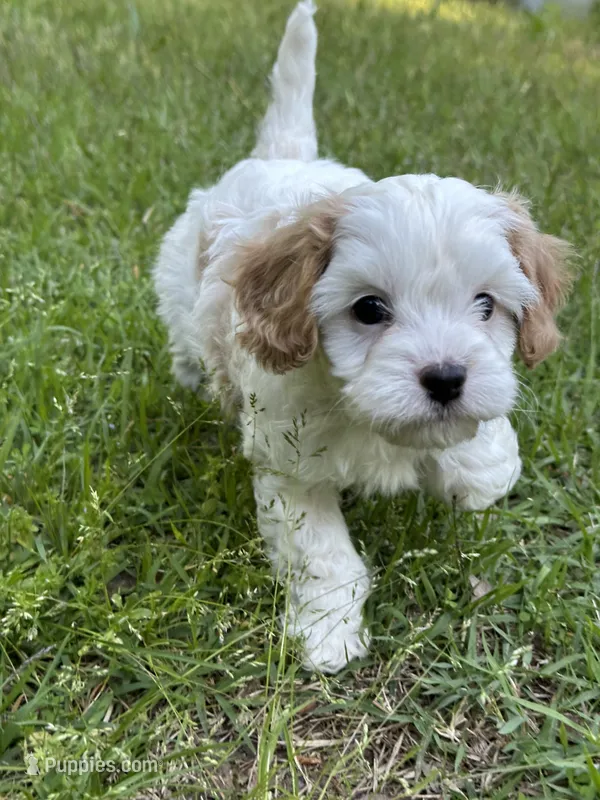 MIKE – Cavapoo puppy for sale in Greenville, MO