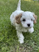 MIKE, a male Cavapoo for sale in Greenville, MO – 1 of 10