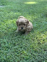 Hope, a female Cavapoo for sale in Greenville, MO – 4 of 7