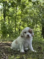 Molly, a female Cavapoo for sale in Greenville, MO – 3 of 10