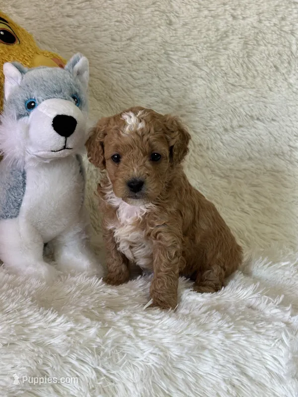 Luca – Bichon Frise, Cavapoo puppy for sale in Greenville, MO
