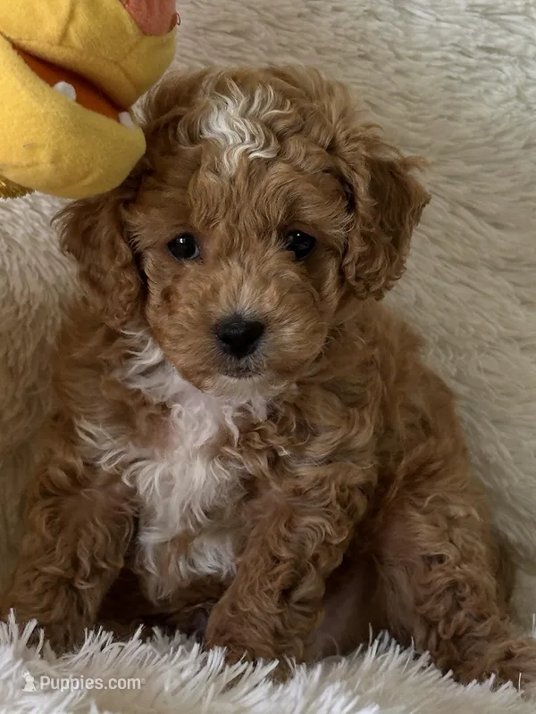 Luca – Bichon Frise, Cavapoo puppy for sale in Greenville, MO