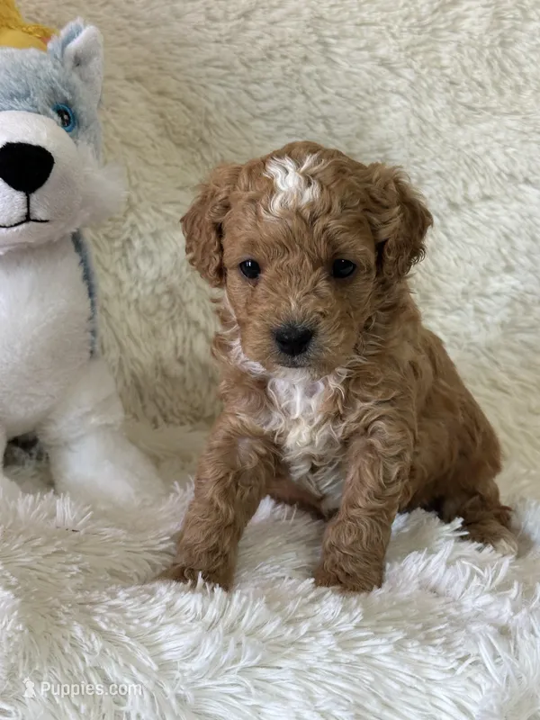 Luca – Bichon Frise, Cavapoo puppy for sale in Greenville, MO