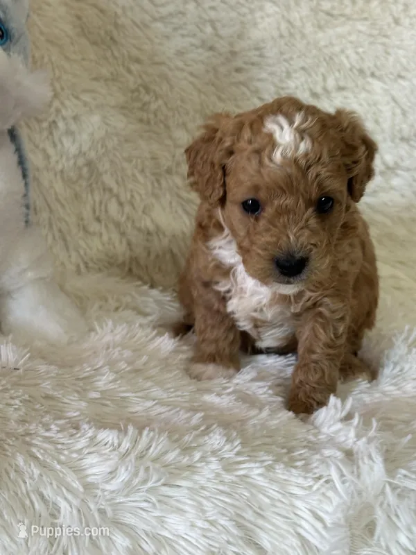 Luca – Bichon Frise, Cavapoo puppy for sale in Greenville, MO