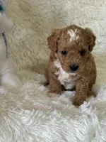 Luca, a male Bichon Frise and Cavapoo for sale in Greenville, MO – Photo 1 of 8
