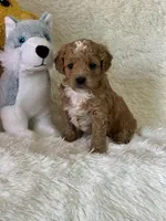 Luca, a male Bichon Frise and Cavapoo for sale in Greenville, MO – Photo 4 of 8