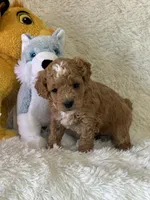 Luca, a male Bichon Frise and Cavapoo for sale in Greenville, MO – Photo 6 of 8