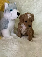 Luca, a male Bichon Frise and Cavapoo for sale in Greenville, MO – Photo 5 of 8