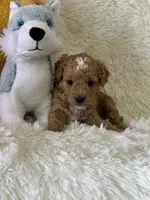 Luca, a male Bichon Frise and Cavapoo for sale in Greenville, MO – Photo 2 of 8