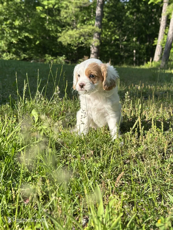 Piper – Cavapoo puppy for sale in Greenville, MO