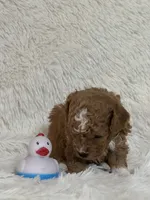 Donner, a male Bichon Frise and Cavapoo for sale in Greenville, MO – 6 of 6
