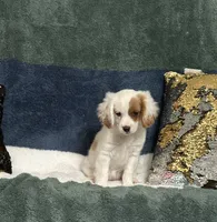 Pattie, a female Cavapoo for sale in Greenville, MO – 3 of 4