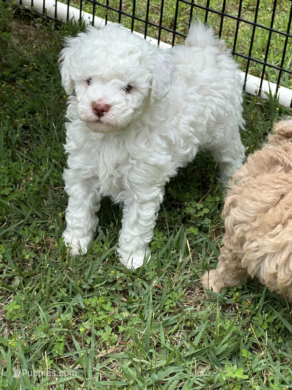 casper, a male Poodle - Miniature  for sale in Greenville, MO – 1 of 8