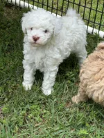 Teddy, a male Poodle - Miniature  for sale in Greenville, MO – 5 of 8