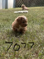 Tiny Donner, a male Bichon Frise and Cavapoo for sale in Greenville, MO – 2 of 6