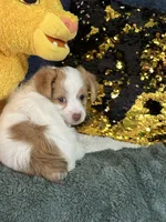 Colby, a male Yorkipoo for sale in Greenville, MO – 3 of 9