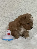 Donner, a male Bichon Frise and Cavapoo for sale in Greenville, MO – 4 of 6