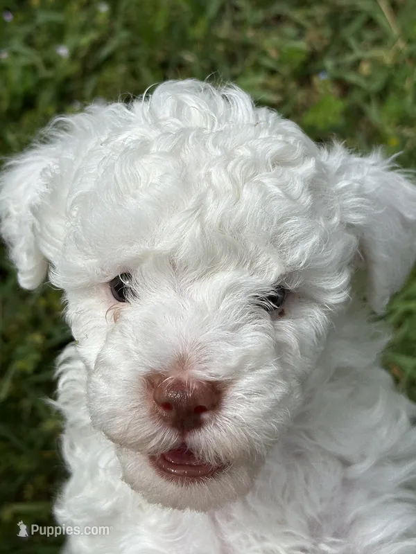 Teddy – Poodle - Miniature  puppy for sale in Greenville, MO