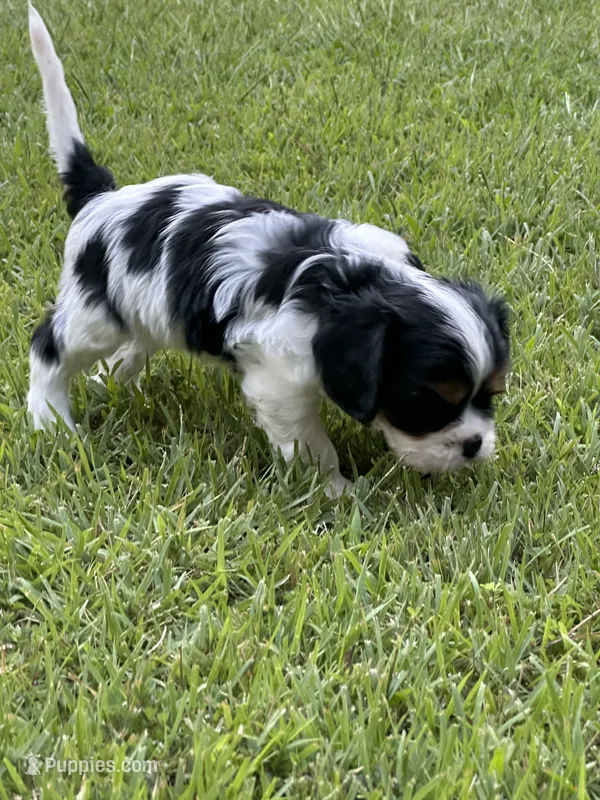 Rylie – Cavalier King Charles Spaniel puppy for sale in Greenville, MO