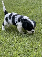 Rylie, a female Cavalier King Charles Spaniel for sale in Greenville, MO – 1 of 9
