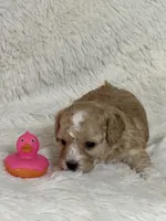 Darla Jo, a female Bichon Frise and Cavapoo for sale in Greenville, MO – 4 of 4