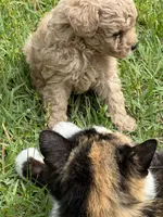 Casper, a male Poodle - Miniature  for sale in Greenville, MO – 6 of 9
