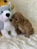 Levi, a male Bichon Frise and Cavapoo for sale in Greenville, MO – Photo 6 of 10