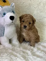 Levi, a male Bichon Frise and Cavapoo for sale in Greenville, MO – Photo 5 of 10