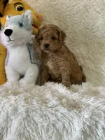 Levi, a male Bichon Frise and Cavapoo for sale in Greenville, MO – Photo 8 of 10