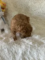 Levi, a male Bichon Frise and Cavapoo for sale in Greenville, MO – Photo 3 of 10