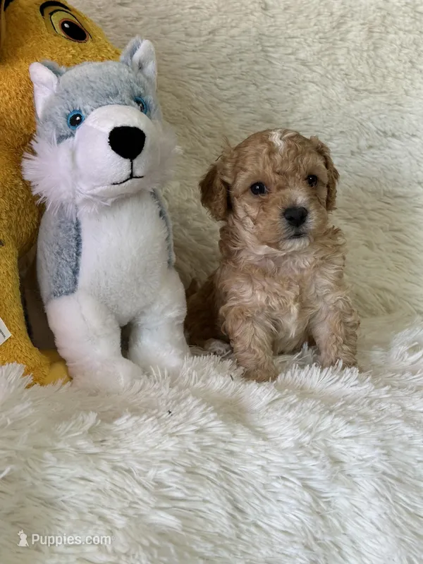 Lawson – Bichon Frise, Cavapoo puppy for sale in Greenville, MO