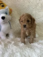 Levi, a male Bichon Frise and Cavapoo for sale in Greenville, MO – Photo 2 of 10