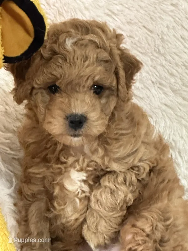 Levi – Bichon Frise, Cavapoo puppy for sale in Greenville, MO