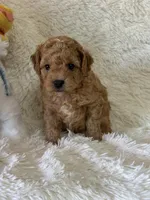 Levi, a male Bichon Frise and Cavapoo for sale in Greenville, MO – Photo 4 of 10