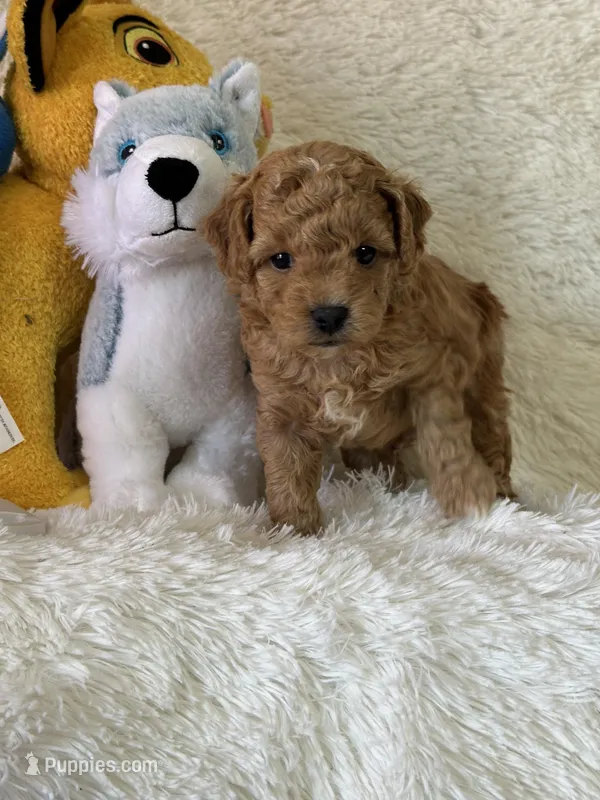 Levi – Bichon Frise, Cavapoo puppy for sale in Greenville, MO