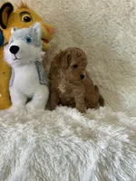 Levi, a male Bichon Frise and Cavapoo for sale in Greenville, MO – Photo 7 of 10