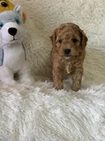 Levi, a male Bichon Frise and Cavapoo for sale in Greenville, MO – Photo 1 of 10