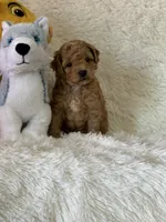 Levi, a male Bichon Frise and Cavapoo for sale in Greenville, MO – Photo 9 of 10