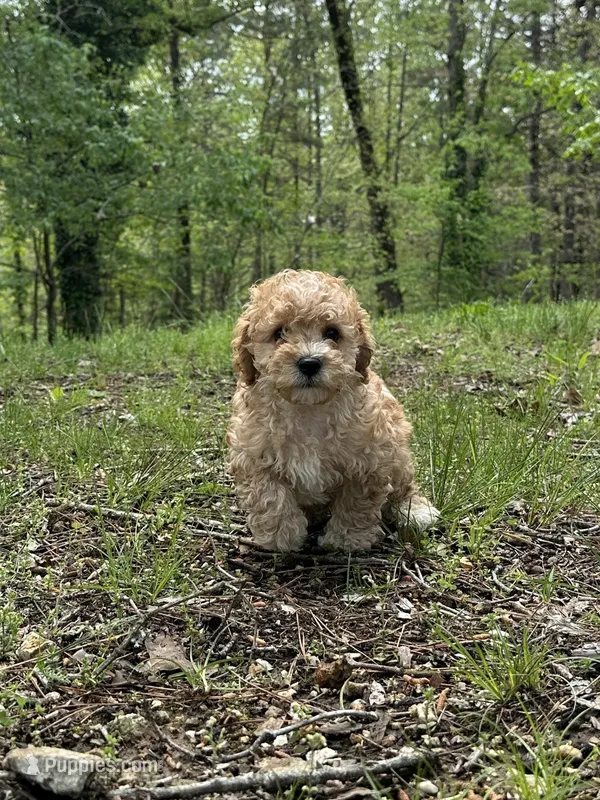 Lawson – Bichon Frise, Cavapoo puppy for sale in Greenville, MO