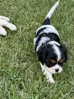Rylie, a female Cavalier King Charles Spaniel for sale in Greenville, MO – 2 of 9