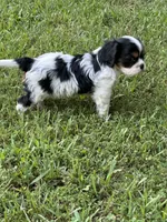 Rylie, a female Cavalier King Charles Spaniel for sale in Greenville, MO – 3 of 9