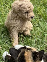 Casper, a male Poodle - Miniature  for sale in Greenville, MO – 8 of 9