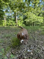 MILA, a female Cavapoo for sale in Greenville, MO – 8 of 9