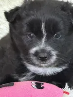 Ellie, a female Pomsky for sale in Greenville, MO – Photo 1 of 8