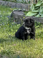 Ellie, a female Pomsky for sale in Greenville, MO – Photo 5 of 8