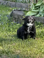 Ellie, a female Pomsky for sale in Greenville, MO – Photo 4 of 8